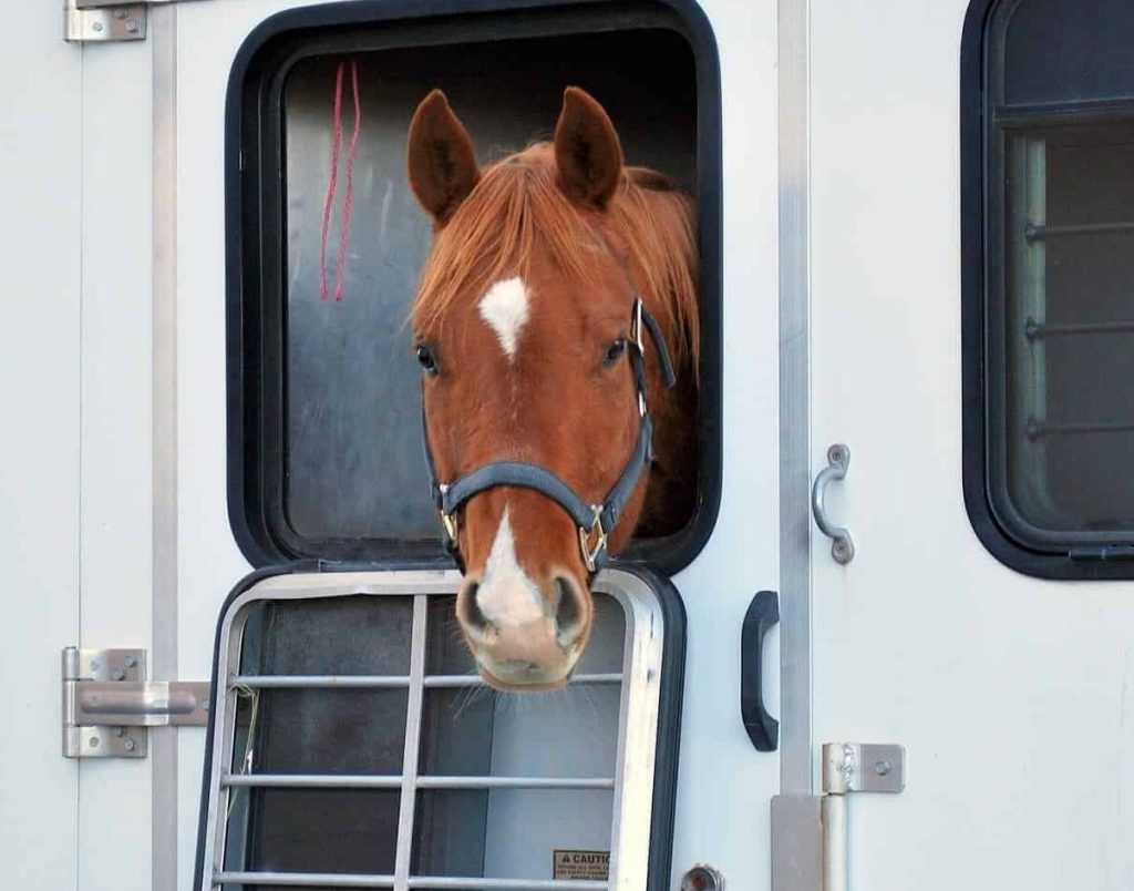 Horse looking out of horsebox